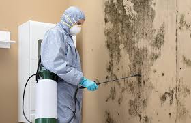 Why You Should Choose Our Mold Remediation Services in Morenci, MI